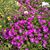 Pat Dearmore White's profile image