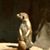 Ray Kozlowski's profile image