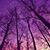 Lorraine Jones DiMarzio's profile image