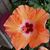 Vicki Lynn Vessa's profile image