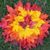 Terry Fornero Hillyer's profile image