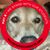 Kim Clemenhagen's profile image