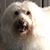 Tricia L Brown's profile image
