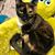 Susan Kearney's profile image