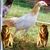 Sandy Cartwright Brown's profile image