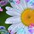 Pamela Lutz Moser's profile image