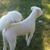 Mate Walker's profile image