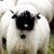 Judy Rerko's profile image