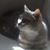 Stephanie Nieves- Cianciulli's profile image