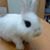 Bunny Bun's profile image