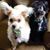 Dayna Gillard Burton's profile image