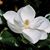 Lisa Marie Sherman's profile image