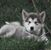 Larry Perrin's profile image