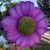 Jesilu Rotz's profile image