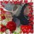Adelita Hernandez's profile image