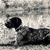 Vom Schwarzwasser's profile image