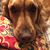 Lisa Murphy Zook's profile image