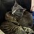 Donna Young Ralston's profile image