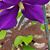 Cheri Jackson's profile image
