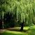 Willow Forest's profile image