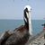 Francine C Lambert's profile image