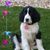 Susan Rizzi's profile image