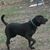 Bobby Brown's profile image