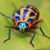 Carol Steiner's profile image