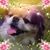 Ivan Donovan-Eagan's profile image