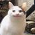 Suzette Stewie Stevenson's profile image