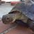 Shelly Smith-Ng's profile image