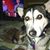 Donna Witwer's profile image