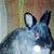 Chey Brown's profile image