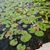 Lashey Curry-Fields's profile image