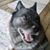 M Ildiko Mester's profile image