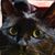 Lesia Golden's profile image