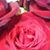Salina Bernadette Lesperance's profile image