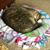 Julie Herbers's profile image