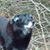 Lainie Bourdeau's profile image