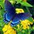 Cynthia Walter- Lantzer's profile image