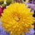 Theresa Campbell's profile image