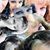 Shelley Tindell Segree's profile image