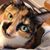 Kurtis Suloman's profile image