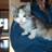 MadCat's profile image