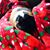 Angel Gullotti's profile image