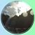 Da Wn's profile image