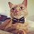 Ashlee Carhuff's profile image