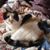 Deborah Tout's profile image