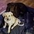 Lisa Howard's profile image