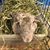 Vicky Jean Pons's profile image